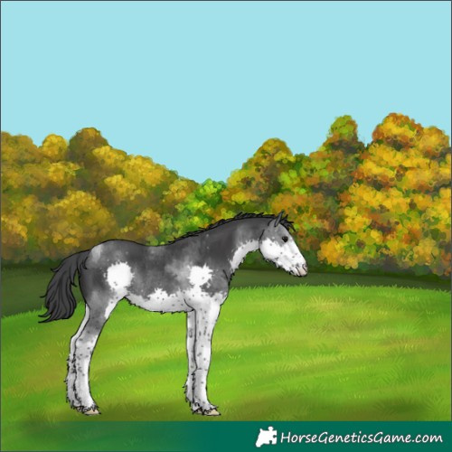Horse Color:Black Splash Tobiano Rabicano