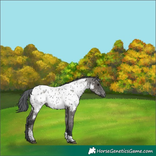 Horse Color:Unknown 