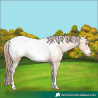 Horse Color:Amber Champagne Snowcap