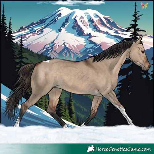 Horse Color:Brown Dun Tobiano 