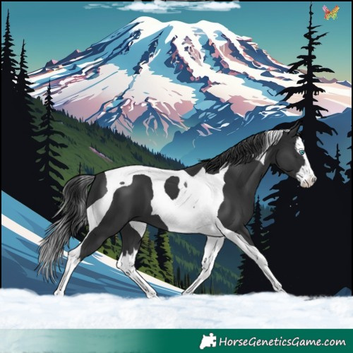 Horse Color:Black Splash Tobiano