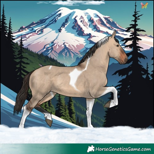 Horse Color:Bay Dun Tobiano 