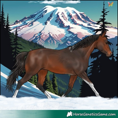 Horse Color:Bay Tobiano 