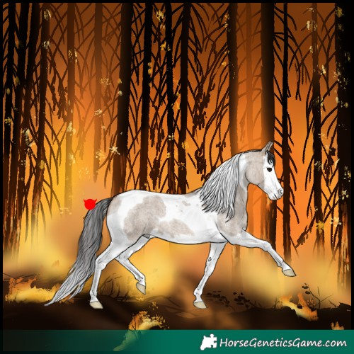 Horse Color:Brown Roan Dun Splash Tobiano 