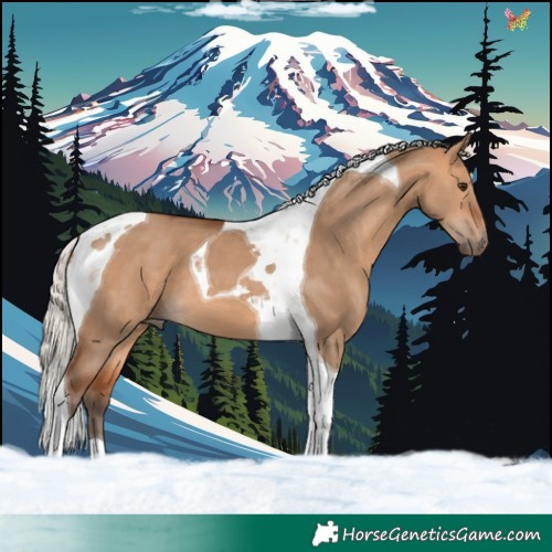 Horse Color:Silver Bay Dun Tobiano 