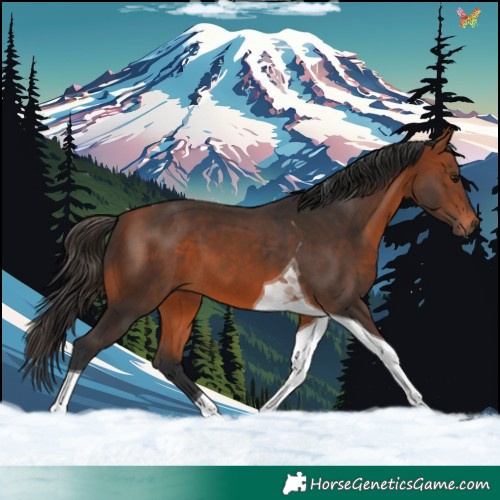 Horse Color:Bay Tobiano 