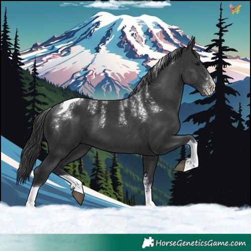 Horse Color:Powder White Black Tobiano 