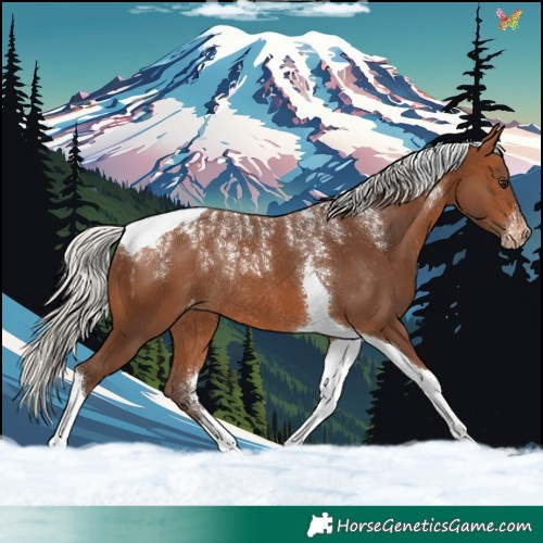 Horse Color:Powder White Silver Brown Tobiano Appaloosa Rabicano 