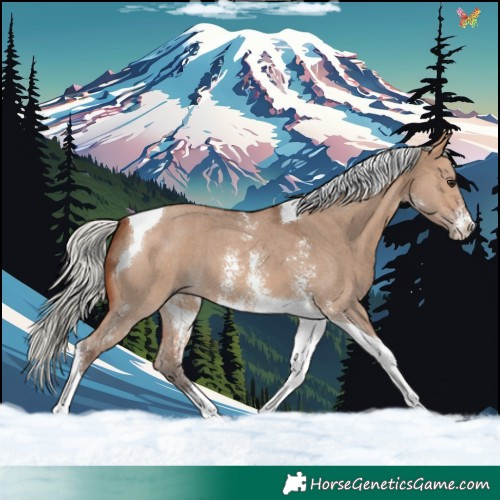 Horse Color:Silver Brown Dun Sabino Tobiano 