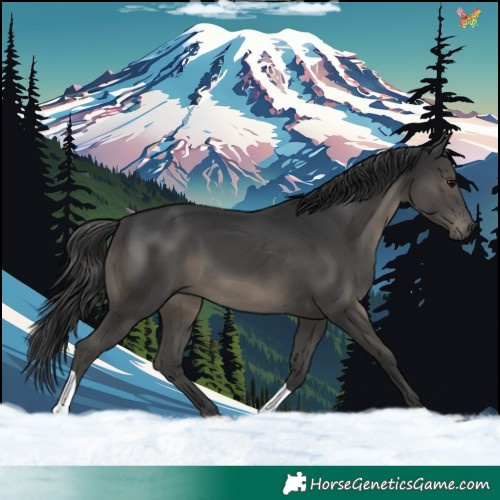 Horse Color:Black Tobiano 
