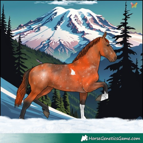 Horse Color:White Spotted Bay Tobiano 