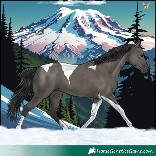 Horse Color:Grullo Tobiano 