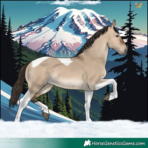 Horse Color:Bay Dun Tobiano 