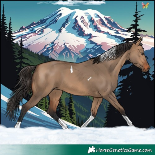 Horse Color:Bay Dun Tobiano 