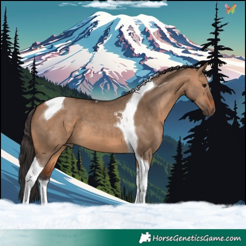 Horse Color:Bay Dun Tobiano 