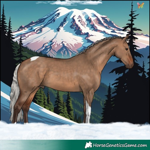 Horse Color:Silver Brown Dun Tobiano Rabicano 