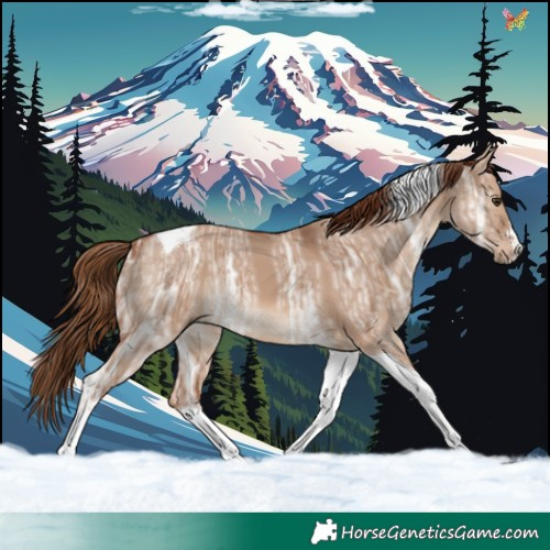 Horse Color:Red Dun Ice Tobiano