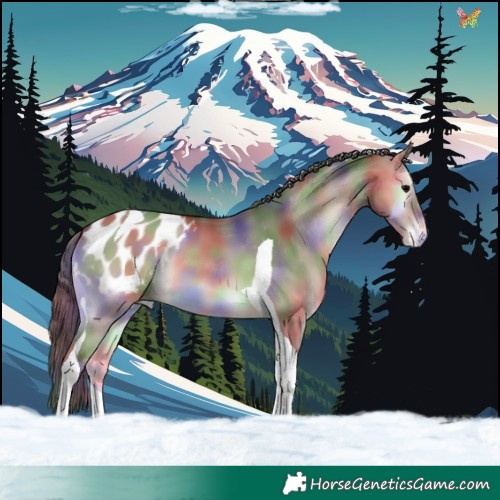 Horse Color:Nacre Bay Onyx Tobiano Appaloosa 
