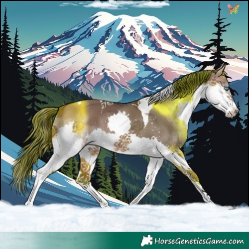 Horse Color:Brown Dun Splash Tobiano 