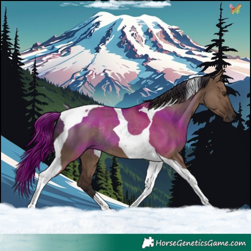 Horse Color:Liver Red Dun Tobiano Rabicano