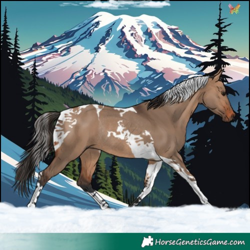 Horse Color:Bay Dun Tobiano Rabicano 