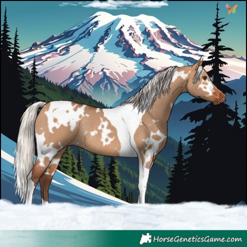 Horse Color:White Spotted Silver Bay Dun Tobiano Rabicano 