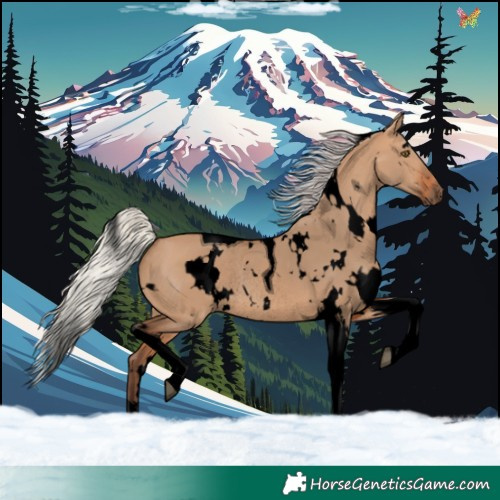 Horse Color:Void White Spotted Silver Bay Dun Tobiano Rabicano 