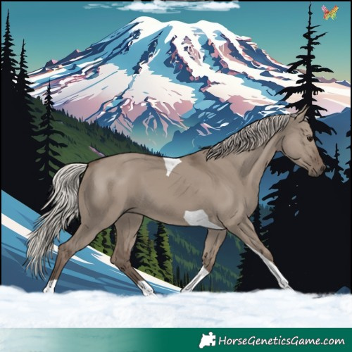 Horse Color:Silver Grullo Tobiano 