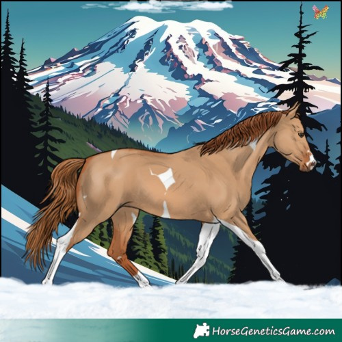 Horse Color:Red Dun Tobiano 