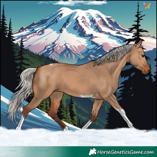 Horse Color:Silver Bay Dun Tobiano 