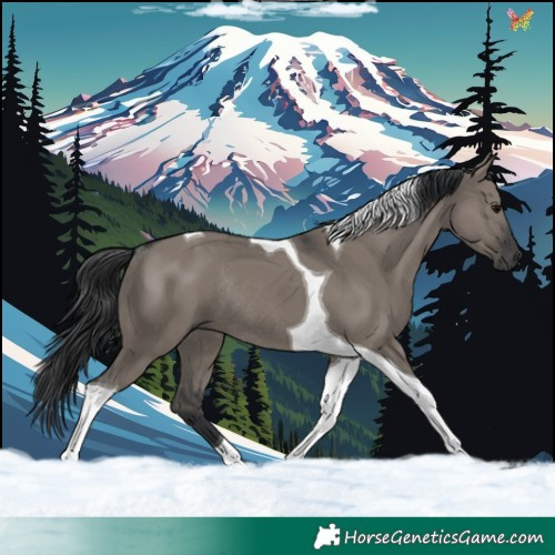 Horse Color:Grullo Tobiano Rabicano 