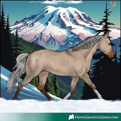 Horse Color:Silver Brown Dun Tobiano 