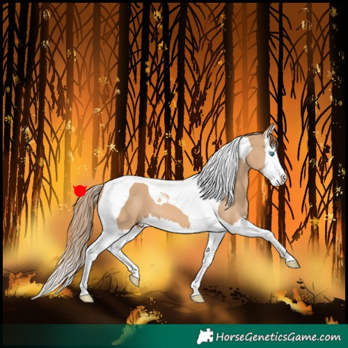 Horse Color:Red Dun Splash Tobiano 
