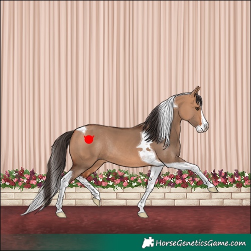 Horse Color:Bay Dun Splash Tobiano Rabicano 