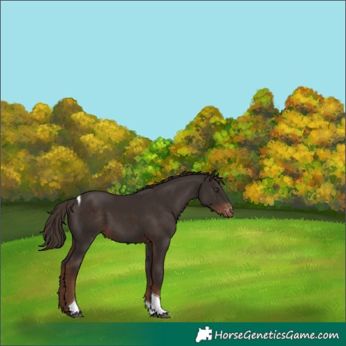 Horse Color:Liver Chestnut Tobiano Appaloosa Rabicano 