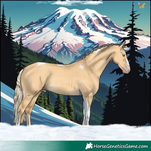 Horse Color:Gold Cream Champagne Dun Tobiano Rabicano 