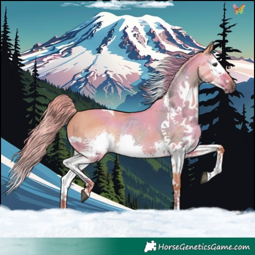 Horse Color:Watercolor Liver Red Dun Splash Tobiano Rabicano 
