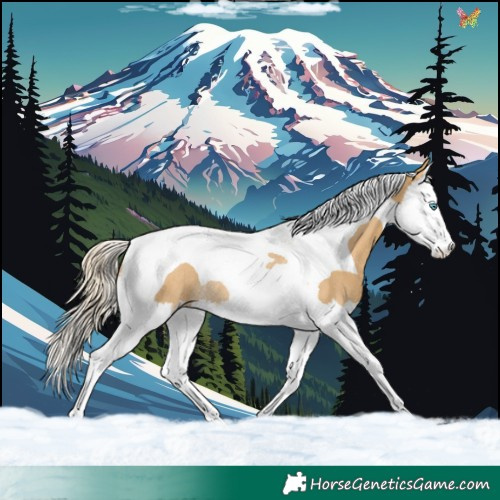 Horse Color:Palomino Dun Splash Tobiano Rabicano