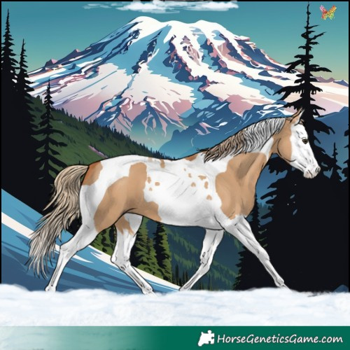 Horse Color:Red Dun Splash Tobiano 