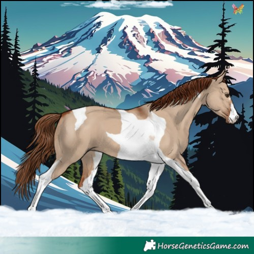 Horse Color:Red Dun Tobiano 