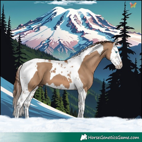 Horse Color:Red Dun Splash Tobiano 