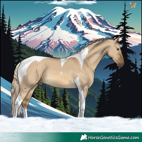 Horse Color:Chocolate Palomino Dun Tobiano 