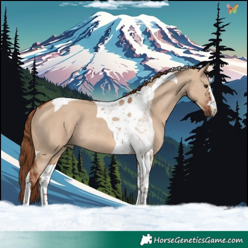 Horse Color:Red Dun Tobiano Rabicano 