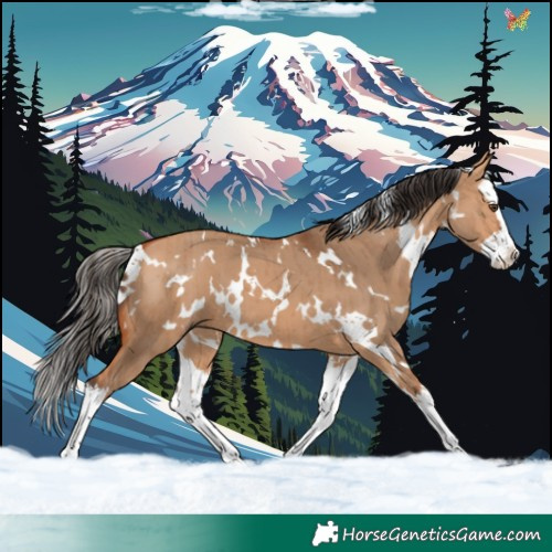 Horse Color:White Spotted Bay Dun Splash Brindle 