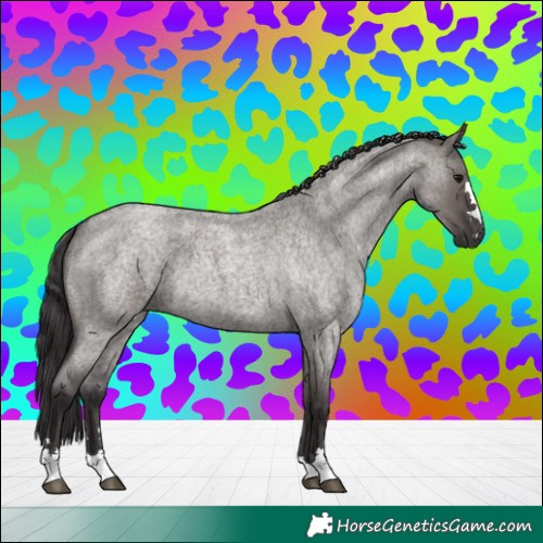 Horse Color:Smoky Grullo Roan 