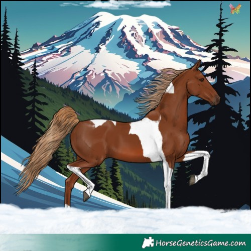 Horse Color:Chestnut Tobiano 