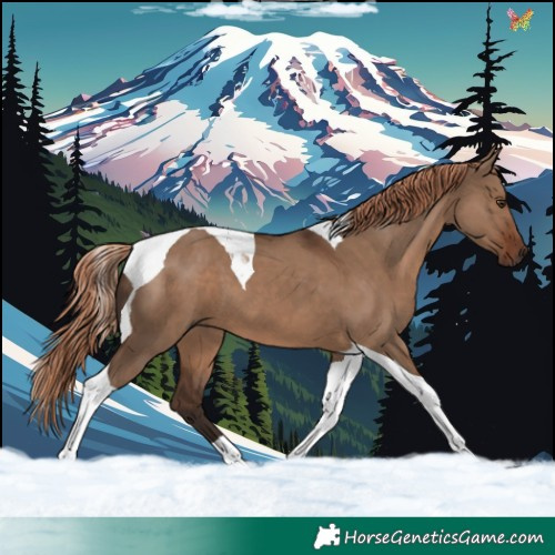 Horse Color:Liver Red Dun Tobiano 