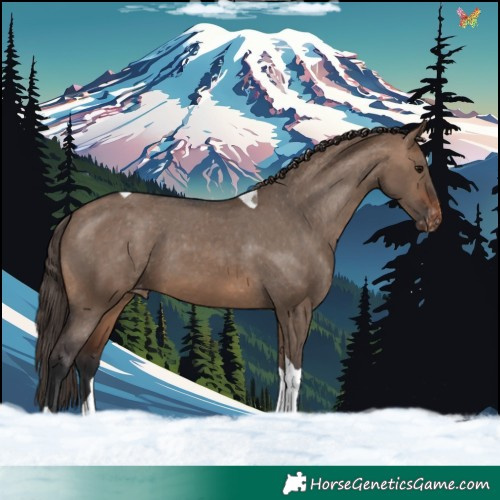 Horse Color:Brown Dun Tobiano Appaloosa 