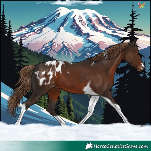 Horse Color:Liver Chestnut Tobiano Appaloosa