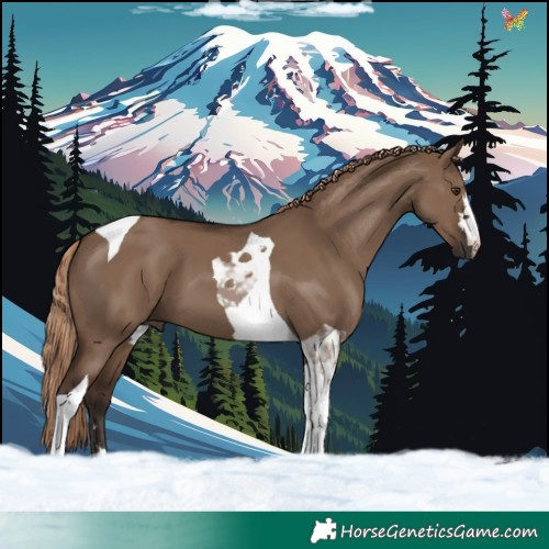Horse Color:Liver Red Dun Tobiano 